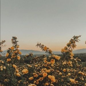 Meet your Posher, Esmeralda